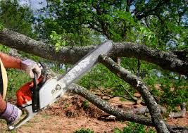 Tree Removal